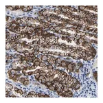Merck Anti-MCTP1 antibody produced in rabbit