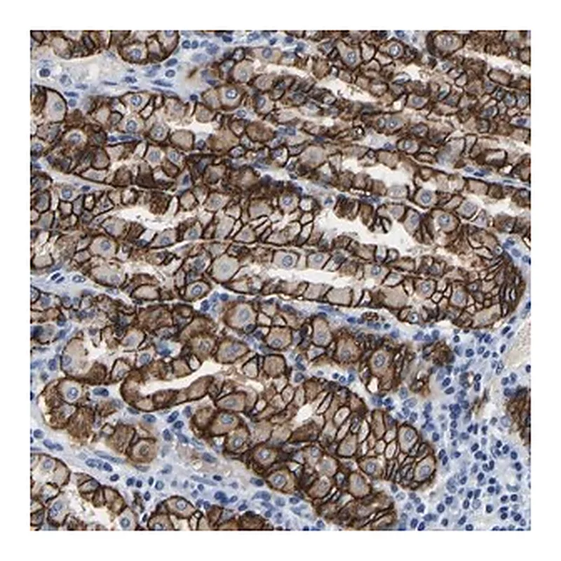 Merck Anti-MCTP1 antibody produced in rabbit