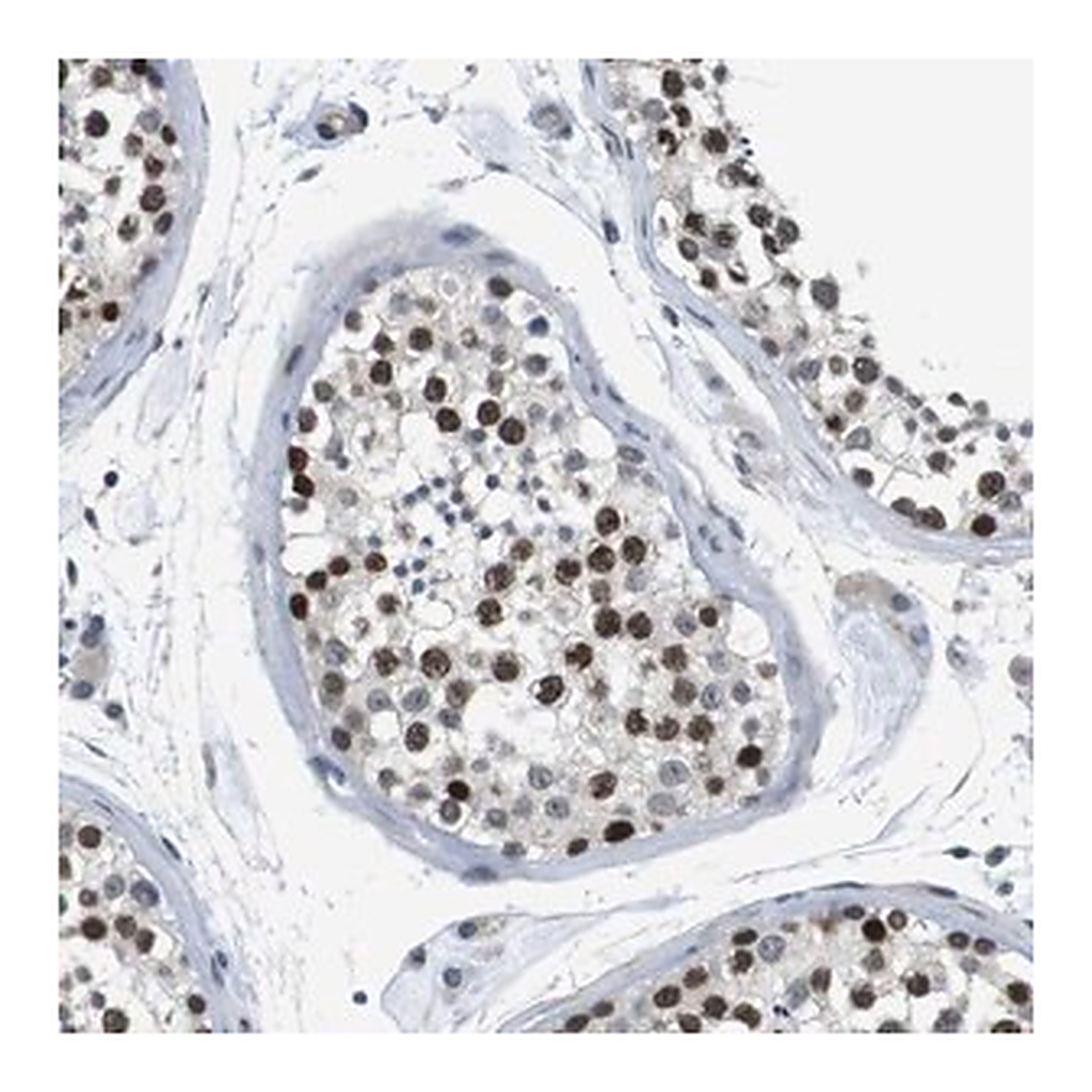 Merck Anti-SMCO2 antibody produced in rabbit