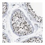 Merck Anti-SMCO2 antibody produced in rabbit