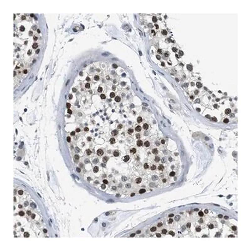 Merck Anti-SMCO2 antibody produced in rabbit