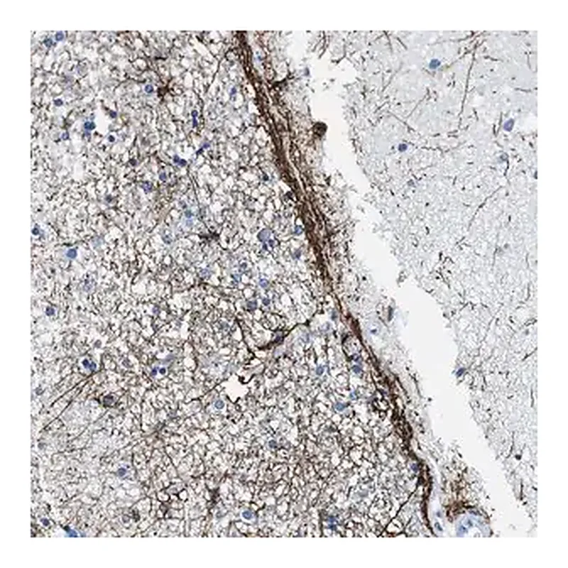 Merck Anti-SLC30A4 antibody produced in rabbit