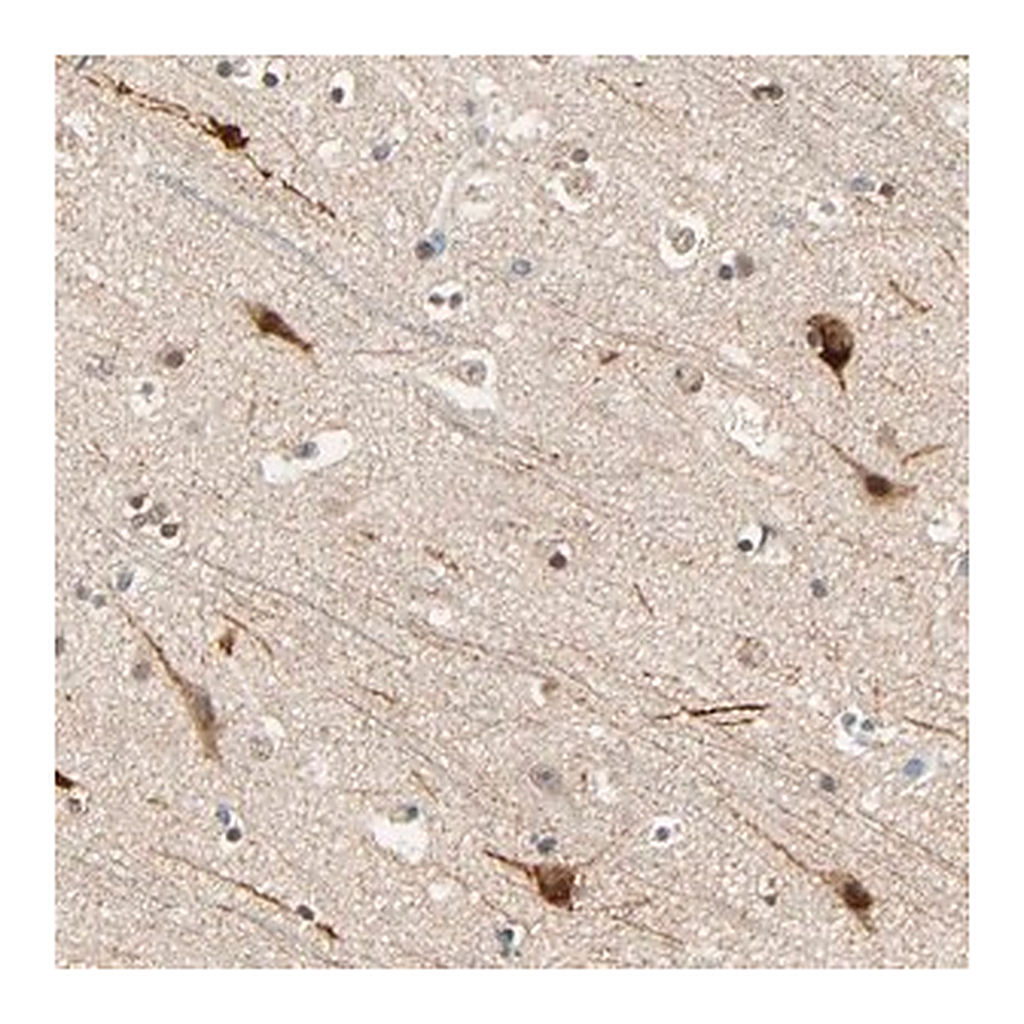 Merck Anti-ZFPM2 antibody produced in rabbit