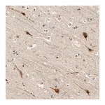 Merck Anti-ZFPM2 antibody produced in rabbit
