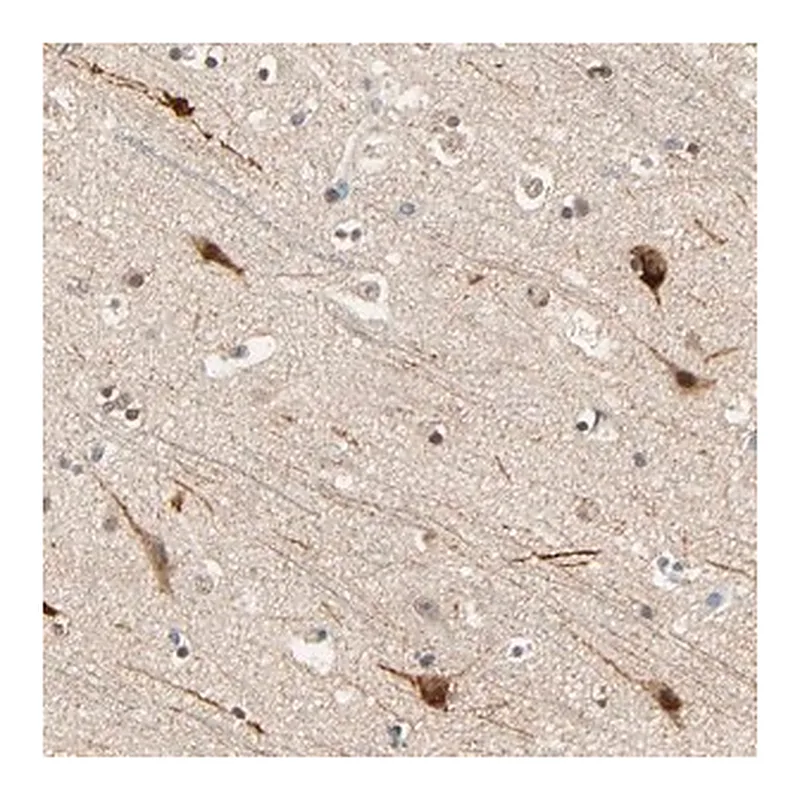 Merck Anti-ZFPM2 antibody produced in rabbit
