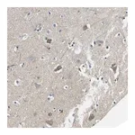 Merck Anti-TMEFF2 antibody produced in rabbit
