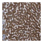 Merck Anti-GGCX antibody produced in rabbit