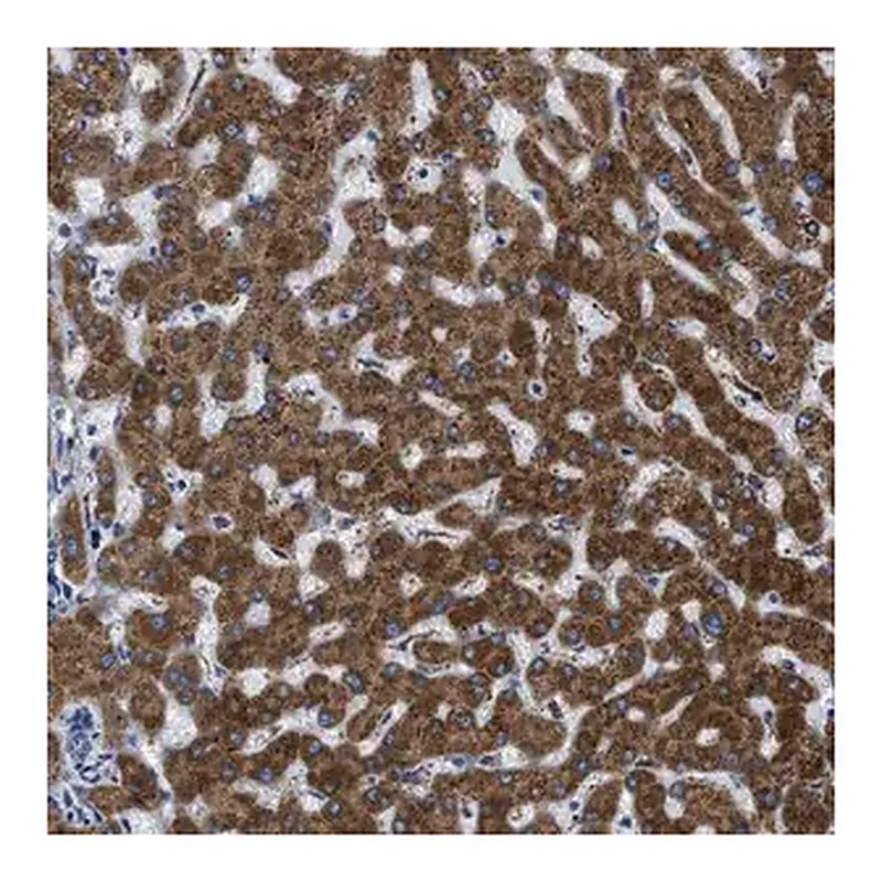 Merck Anti-GGCX antibody produced in rabbit