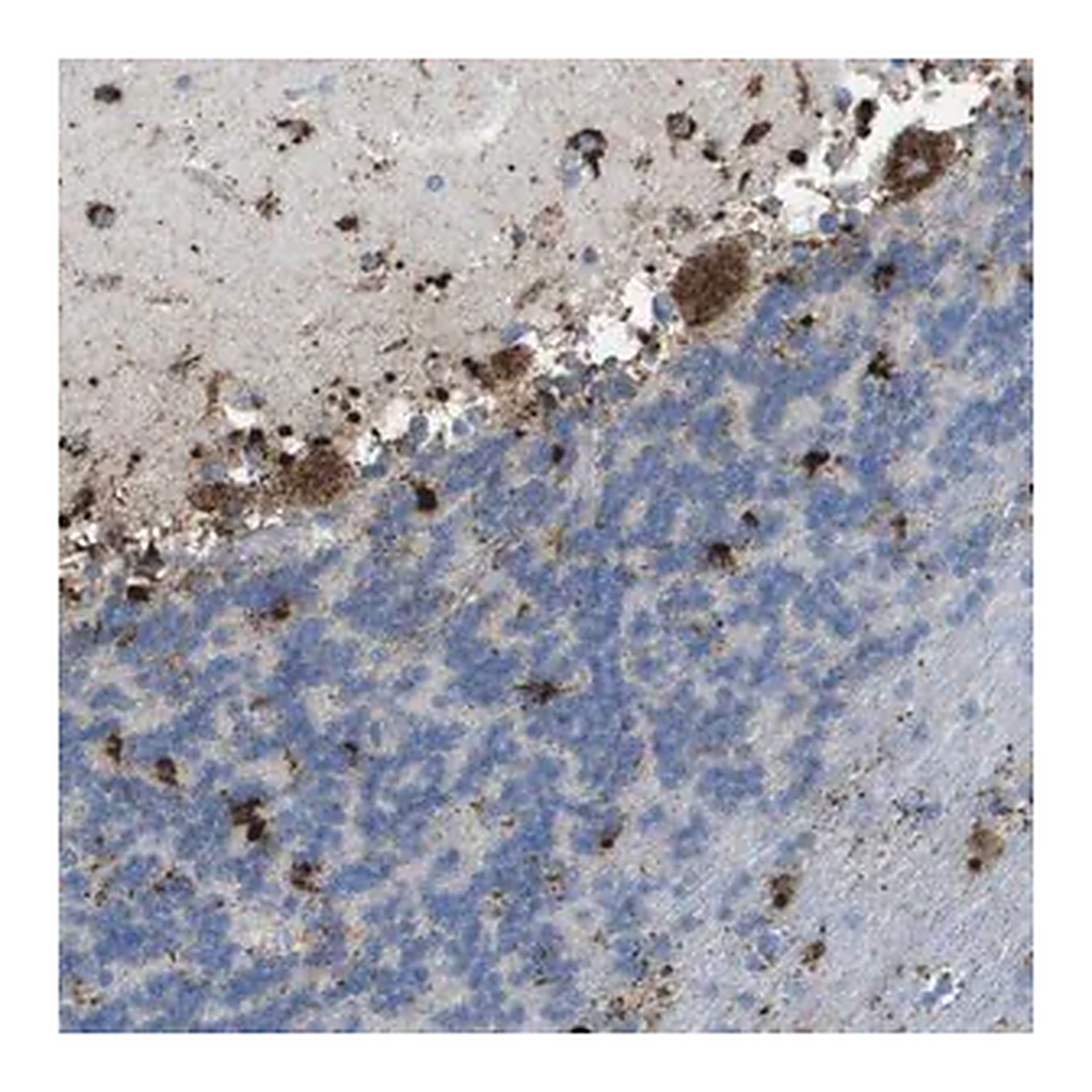 Merck Anti-PRCP antibody produced in rabbit