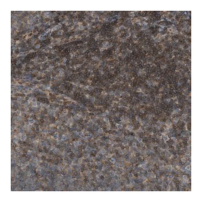 Merck Anti-GRK6 antibody produced in rabbit