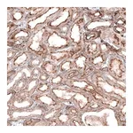 Merck Anti-GPC6 antibody produced in rabbit
