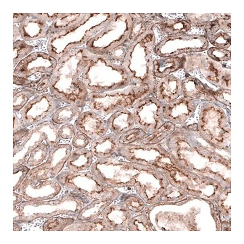 Merck Anti-GPC6 antibody produced in rabbit