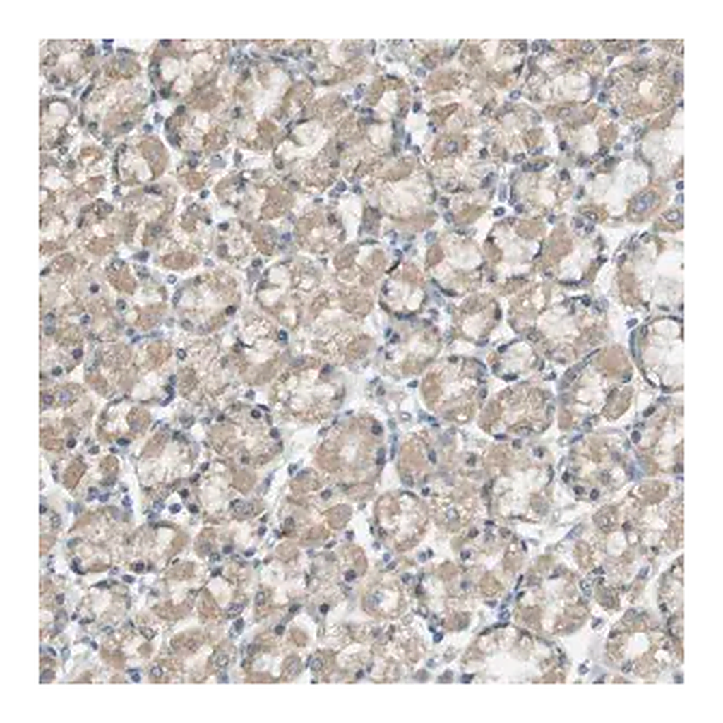 Merck Anti-ZDHHC20 antibody produced in rabbit