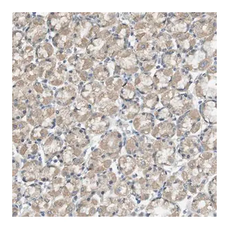 Merck Anti-ZDHHC20 antibody produced in rabbit
