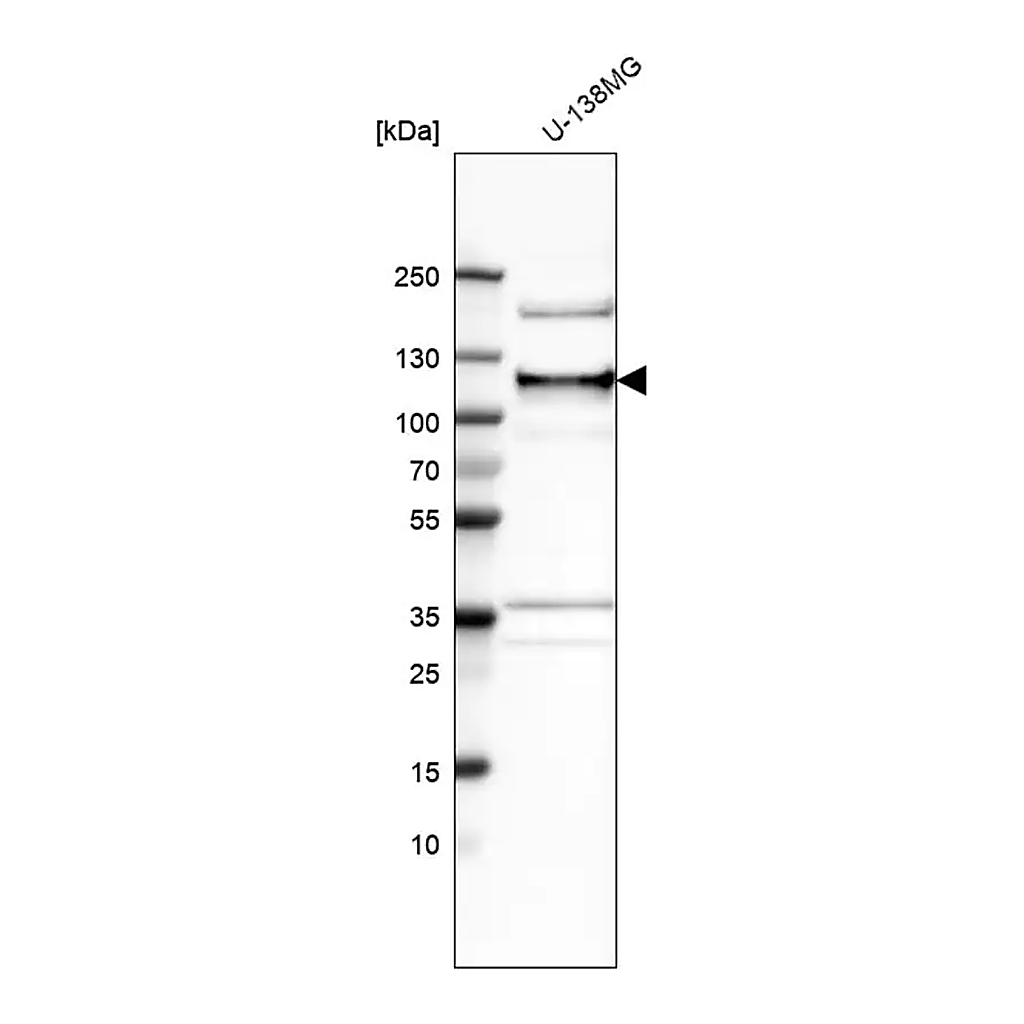 Merck Anti-ANKLE2 antibody produced in rabbit
