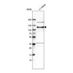 Merck Anti-ANKLE2 antibody produced in rabbit