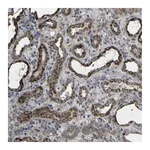 Merck Anti-GPLD1 antibody produced in rabbit