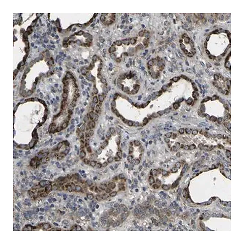 Merck Anti-GPLD1 antibody produced in rabbit