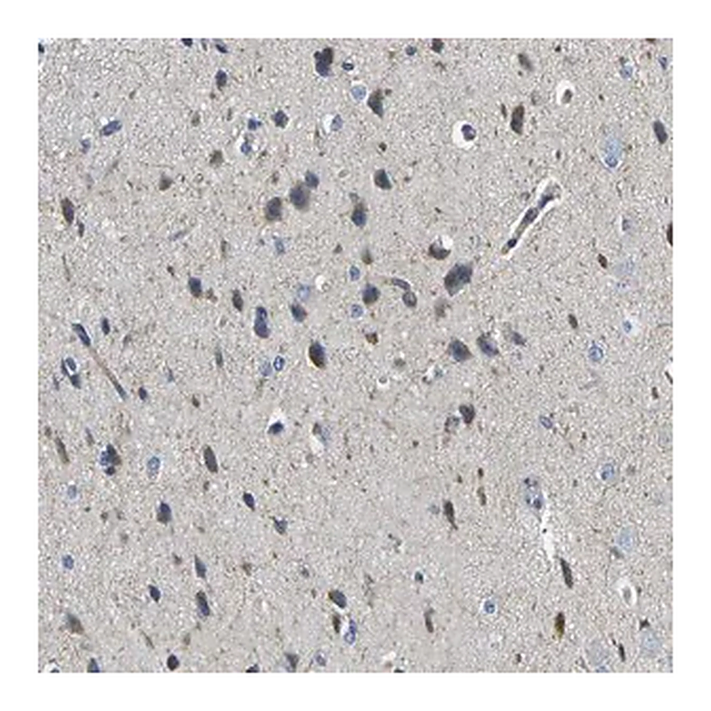 Merck Anti-MC4R antibody produced in rabbit