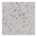 Merck Anti-MC4R antibody produced in rabbit
