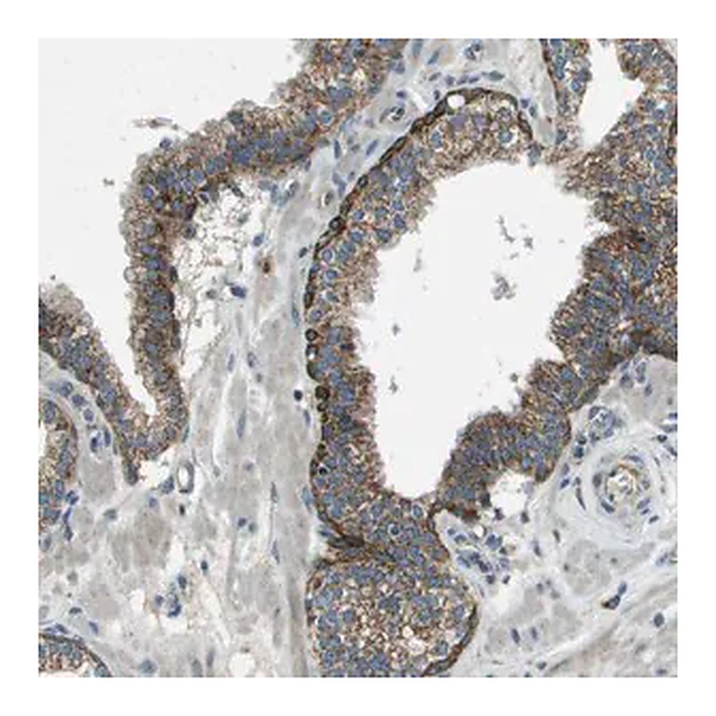 Merck Anti-MIGA1 antibody produced in rabbit