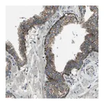 Merck Anti-MIGA1 antibody produced in rabbit