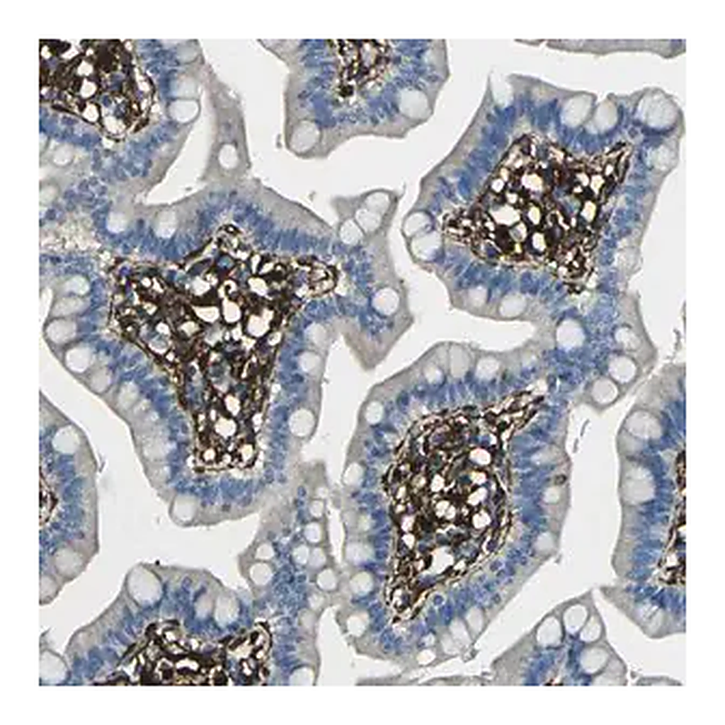 Merck Anti-GRAMD1C antibody produced in rabbit