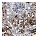 Merck Anti-ADCY10 antibody produced in rabbit