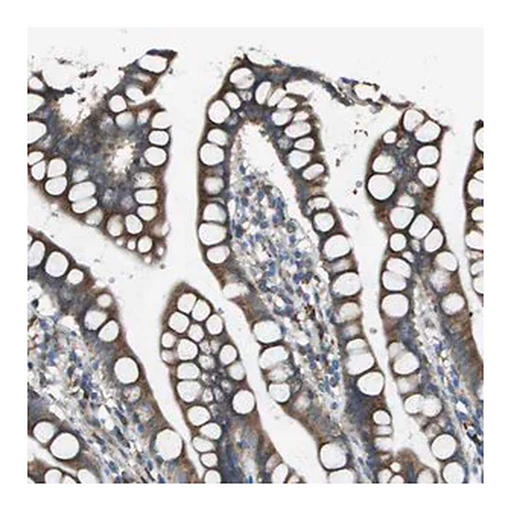 Merck Anti-UTS2 antibody produced in rabbit