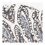Merck Anti-UTS2 antibody produced in rabbit