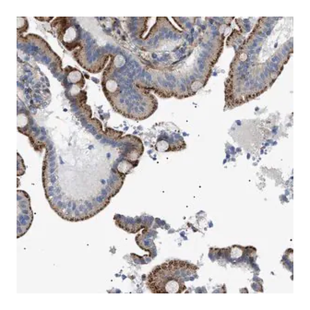 Merck Anti-SFXN5 antibody produced in rabbit