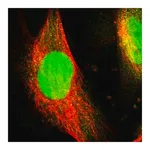 Merck Anti-WDR4 antibody produced in rabbit