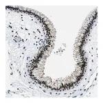 Merck Anti-SSB antibody produced in rabbit