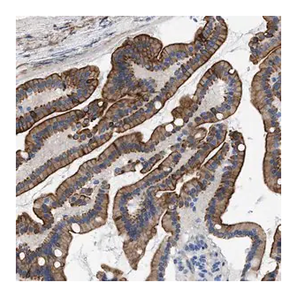 Merck Anti-NDEL1 antibody produced in rabbit