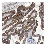 Merck Anti-NDEL1 antibody produced in rabbit