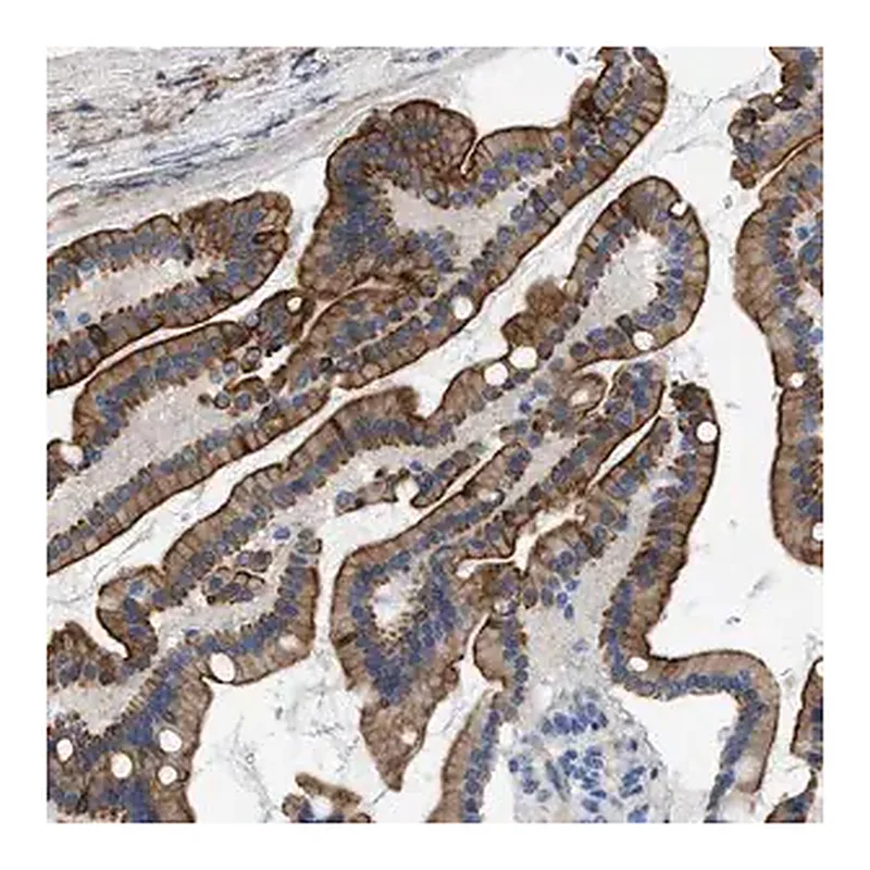 Merck Anti-NDEL1 antibody produced in rabbit