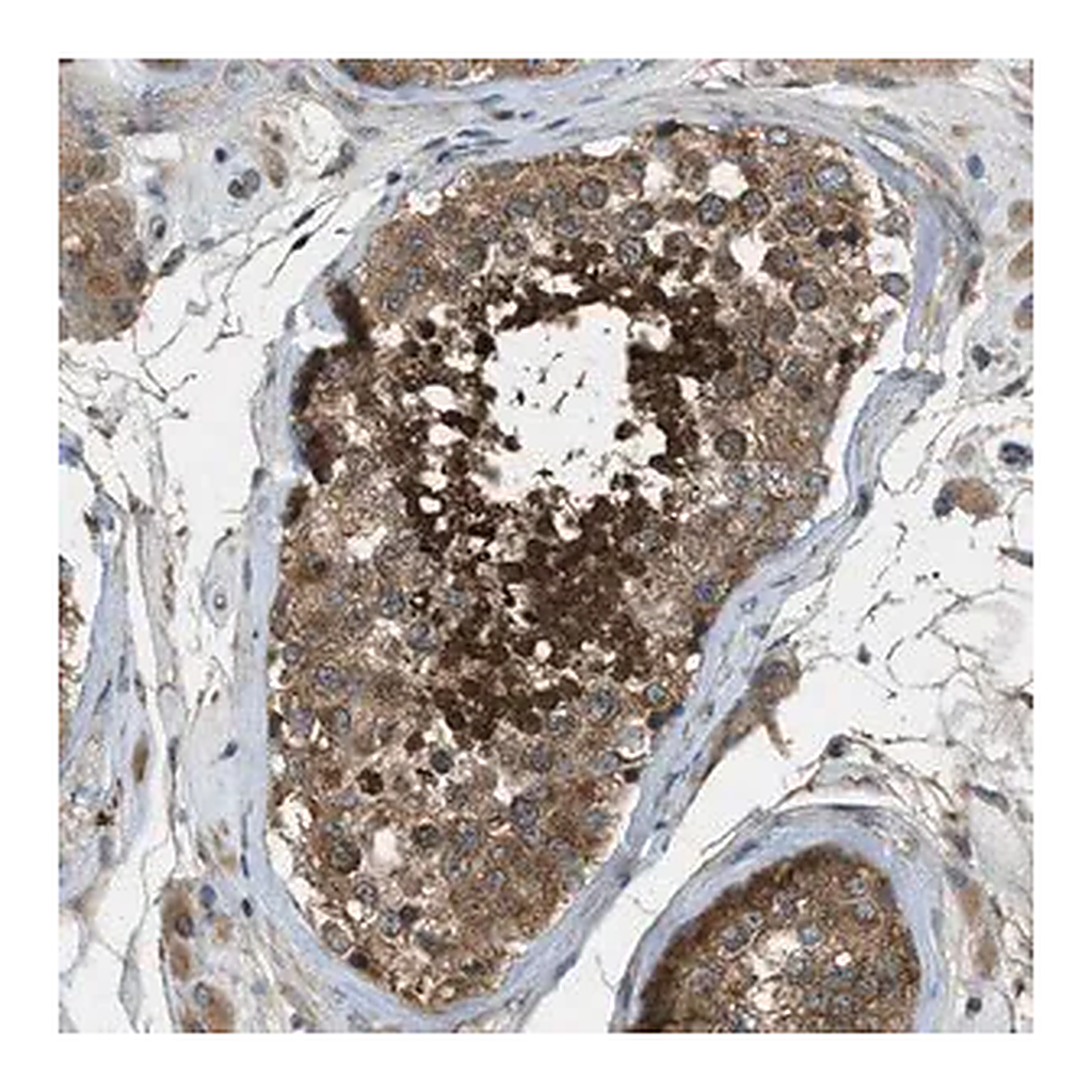Merck Anti-VEZT antibody produced in rabbit