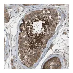 Merck Anti-VEZT antibody produced in rabbit