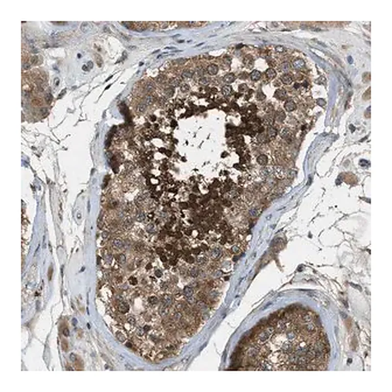 Merck Anti-VEZT antibody produced in rabbit