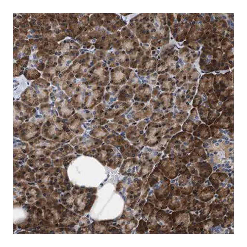 Merck Anti-IKBKE antibody produced in rabbit
