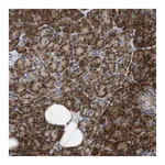 Merck Anti-IKBKE antibody produced in rabbit