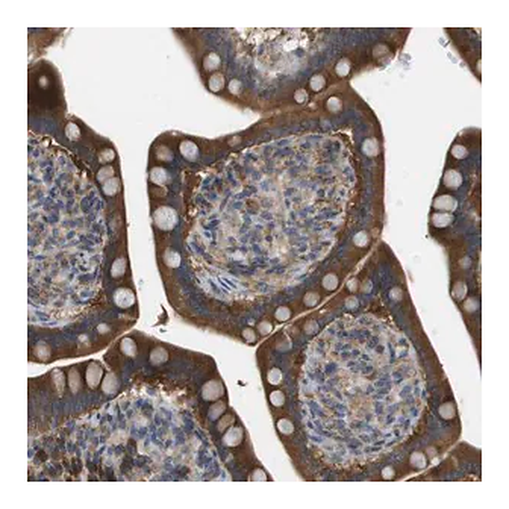 Merck Anti-CASP10 antibody produced in rabbit