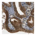 Merck Anti-PIGL antibody produced in rabbit