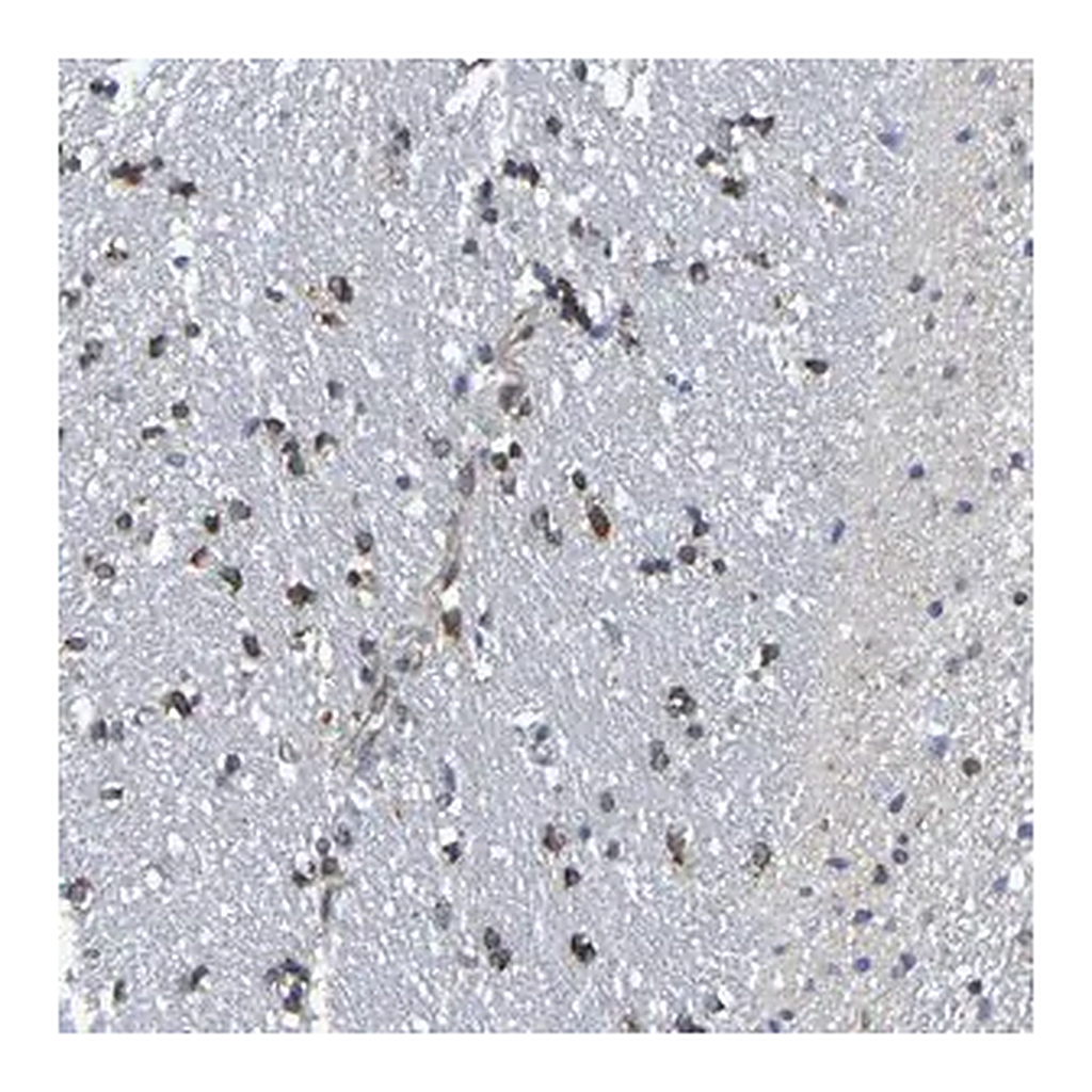 Merck Anti-TMCC3 antibody produced in rabbit