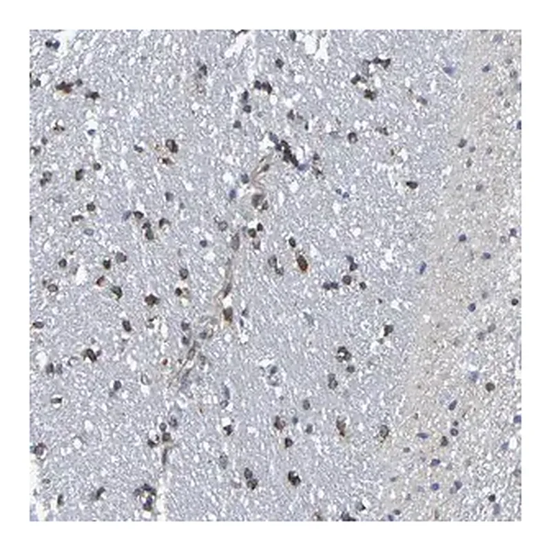 Merck Anti-TMCC3 antibody produced in rabbit