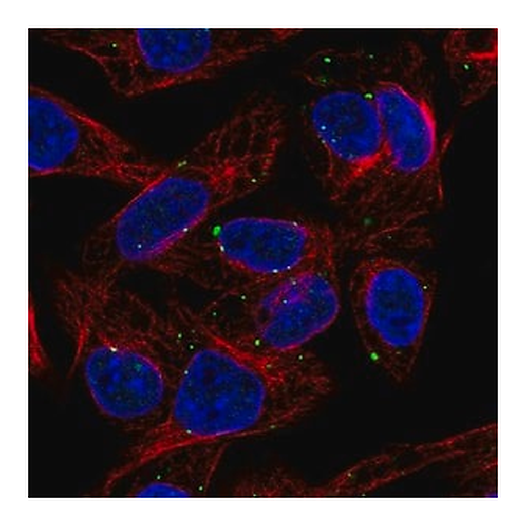 Merck Anti-SLC39A5 antibody produced in rabbit