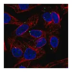 Merck Anti-SLC39A5 antibody produced in rabbit