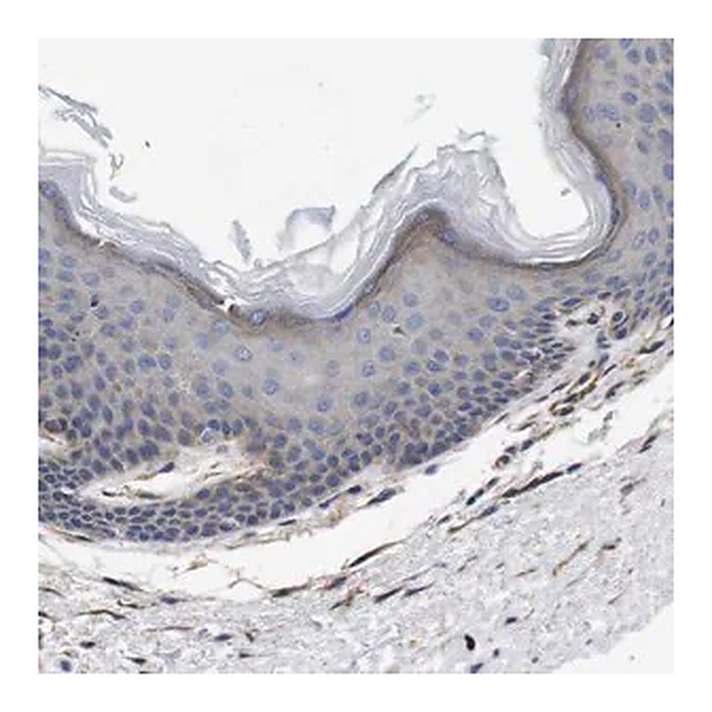 Merck Anti-WNT10A antibody produced in rabbit