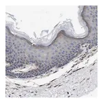 Merck Anti-WNT10A antibody produced in rabbit