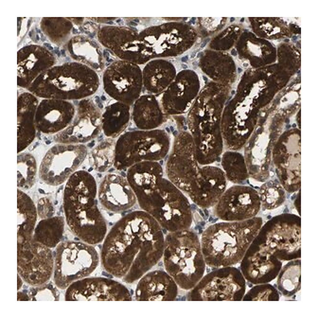 Merck Anti-KLHL8 antibody produced in rabbit
